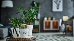 house plants for interior design