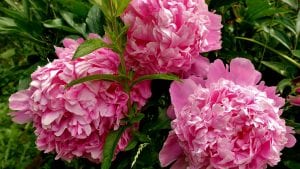 Pink Peony flower for low maintenance landscape