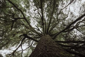 view from the bottom of the tree looking up