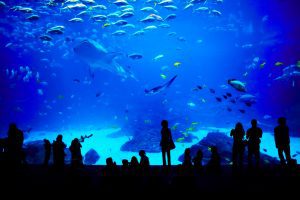 Georgia Aquarium glass wall of fish